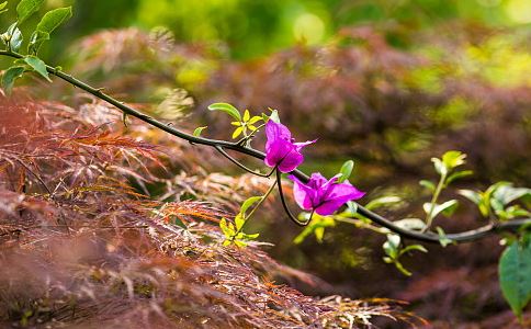 巨蟹和白羊合适吗？