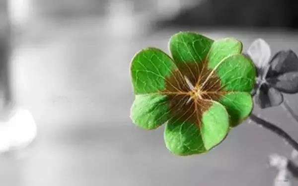 十二星座最喜欢喝什么奶茶？