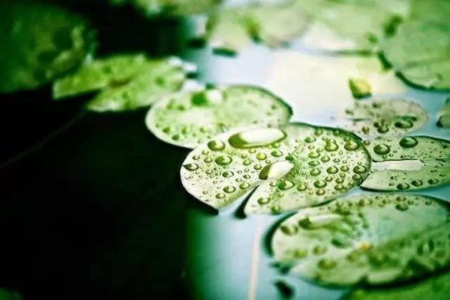 属虎的人什么性格特点，属虎的人适合做领导吗？