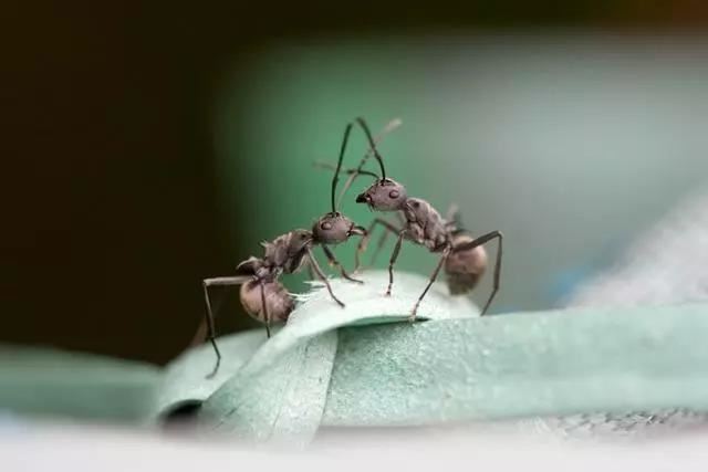 月柱和日柱相冲的命会怎样，日柱跟月令相差太大会如何