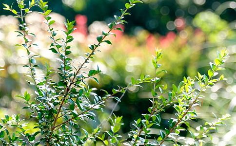 生辰八字排盘算命，预测今后的运势