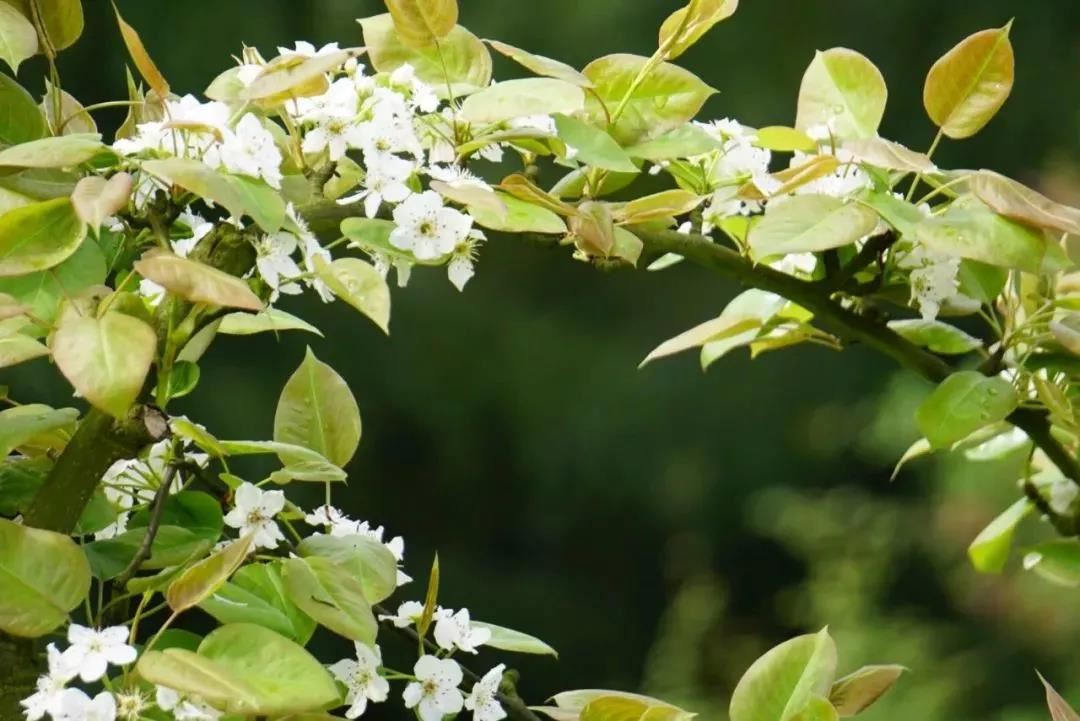 烧香也有技巧？三峰道长告诉你烧香禁忌