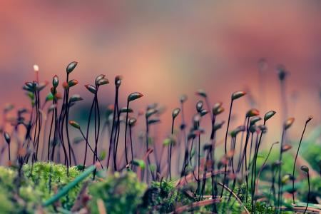 精准上升星座月亮星座查询器？