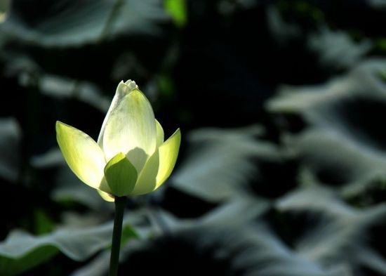 正月二十八许逊天师圣诞，许真君诞辰