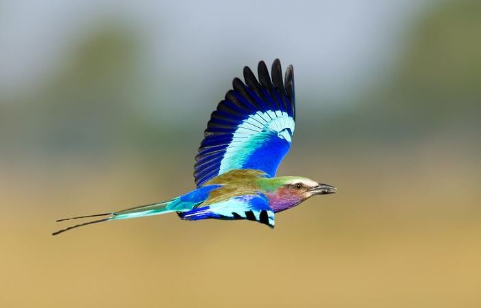 道家超度含义，大型法会超度的详细步骤是怎样的