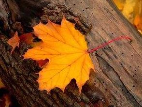 巨蟹男和双子女适合在一起吗？