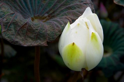 农历九月鼠宝宝怎么取名,本月出生宝宝命运如何？