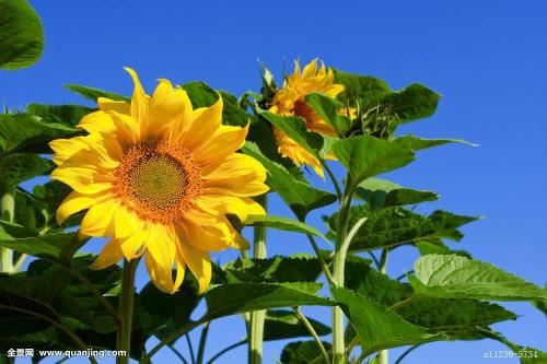 流产的孩子和父母的缘不够深