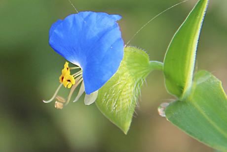 财神供桌上的供品摆放,财神爷的正确摆放位置