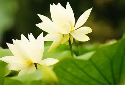 6种民间改运的方法 一买彩票就中的人 都悄悄在家这样改运