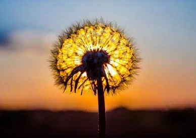 艾草挂门口风水学十大禁忌- 艾草挂门口有什么作用