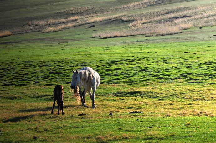 老板办公室风水，这几种植物可以招财改运
