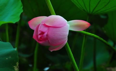 摩羯男跟摩羯女的配对指数？