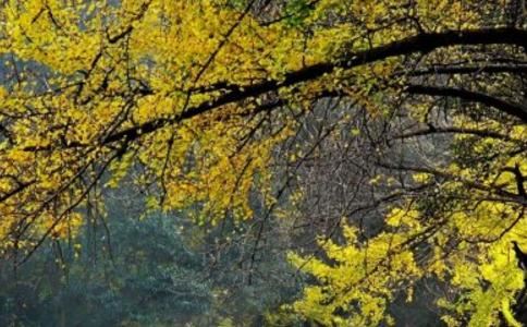 办公风水座位朝向有什么禁忌，办公桌的座位正确朝向是什么