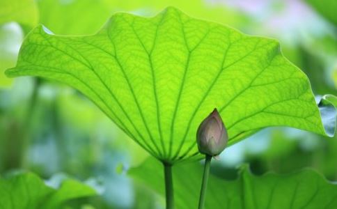 属猴人养什么鱼发财？