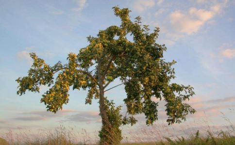 童子命的化解方法是什么？童子命应该如何查