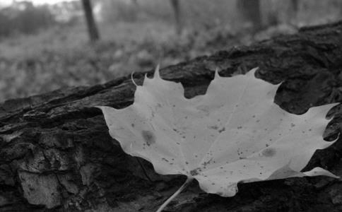 古代辟邪常见动物 有古文可循