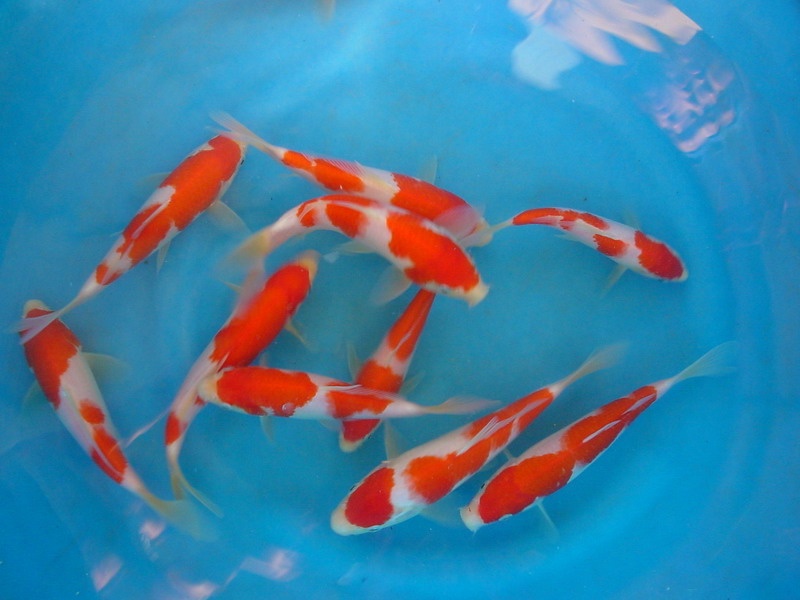 竹子摆件摆放风水禁忌