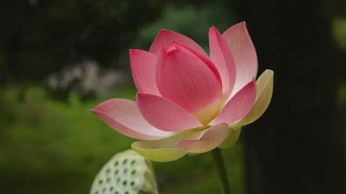 犯太岁避小人的做法 化解太岁的方法都有什么呢