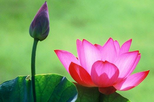 久病不愈抑郁焦虑,身上戴一吉祥物讓你更快好起來